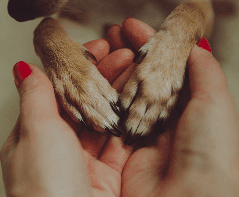 Animal Rights and Care